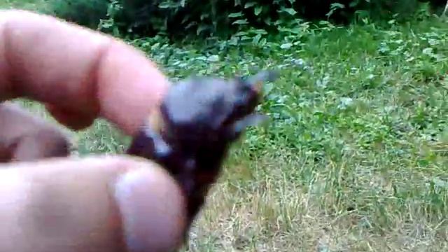 Хрущ, здоровенный Хрущ! смотреть онлайн