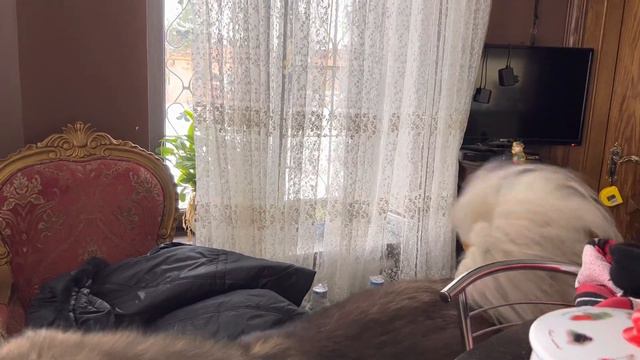 Кавказская овчарка Кузя охраняет кухню или маму 🤨😎?#Кавказскаяовчарка смотреть онлайн