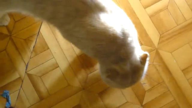 Обряд приветствия хозяина смотреть онлайн