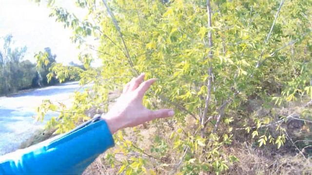 Борьба с Клёном Ясенелистным подручными средствами! Натуралист на выезде! смотреть онлайн