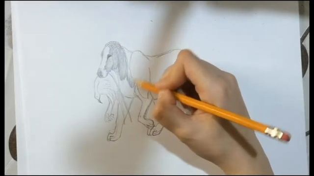 РИСУЕМ ОХОТНИЧЬЮ СОБАКУ!!!HOW TO DRAW HUNTING DOG!!! смотреть онлайн