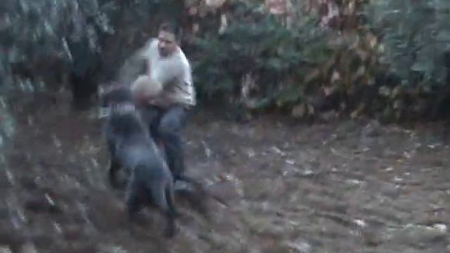 MASTINO NAPOLETANO MARCO POMPILI