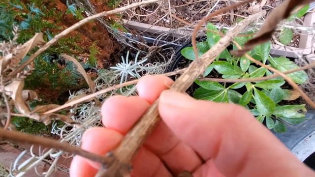 How to Check if a Woody Plant is Alive? Lemon Verbena and Tender Herbs смотреть онлайн