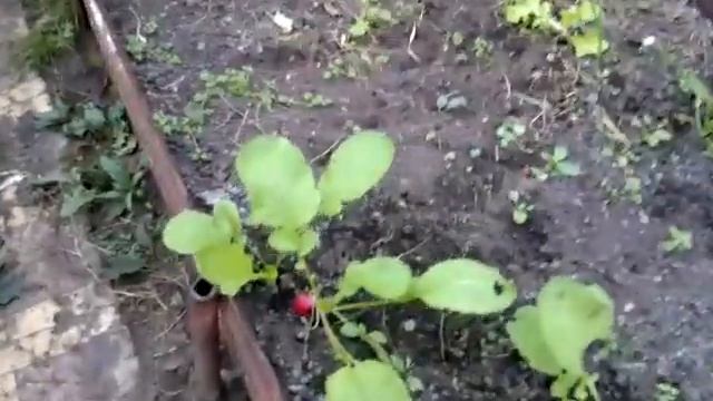 Все на дачу в выходные! Основной план работ на даче 24.09.2021г. +10°, Нижегородская область. смотреть онлайн