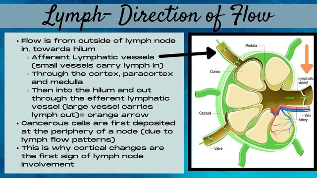 Breast Ultrasound | Lymph Node Anatomy | Sonography Minutes смотреть онлайн