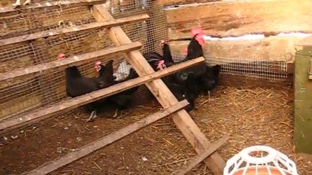 Куры-несушки Ирины Громак смотреть онлайн