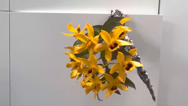 Dendrobium Ochreatum