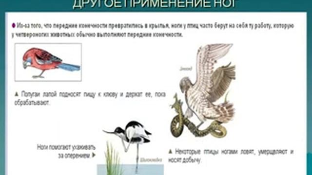 Особенности строения и жизнедеятельности птиц.AVI смотреть онлайн