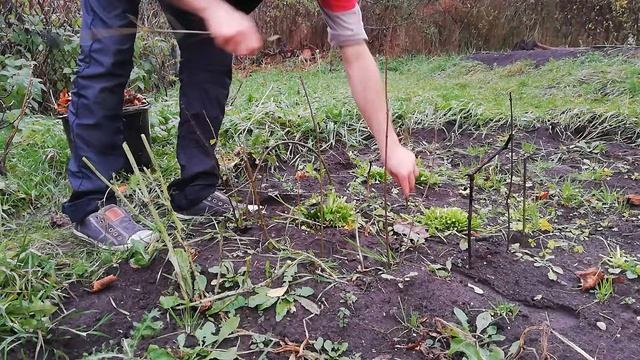 Прячем корневую петрушку от мороза. смотреть онлайн