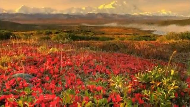 _Цветы_Релаксация_ смотреть онлайн