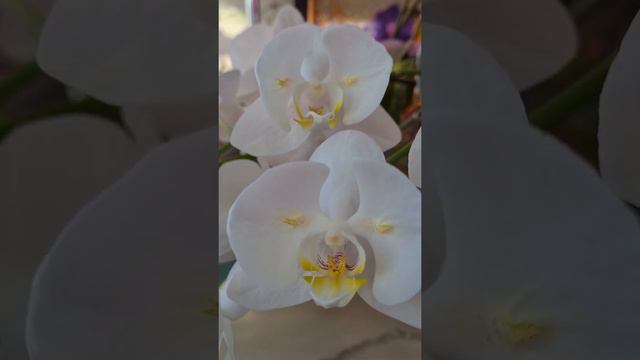 Роскошное цветение💫 ДОМАШНИХ ОРХИДЕЙ🏵🦋🏵 Часть 2😇 смотреть онлайн