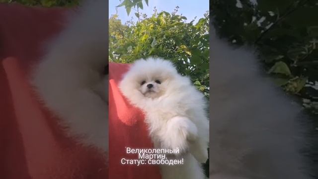 Белый шпиц. Для дома или в разведение. документы РКФ. смотреть онлайн