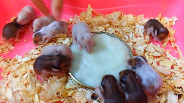 МАЛЫШИ ХОМЯКА СИМКИ / Сколько ХОМЯКОВ родилось??)) Кормим хомячков кашей // Вместе с Машей смотреть онлайн