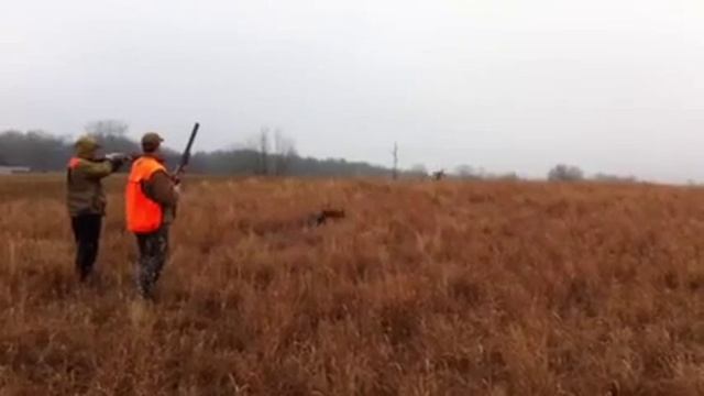 Smart Bird and Hunters смотреть онлайн