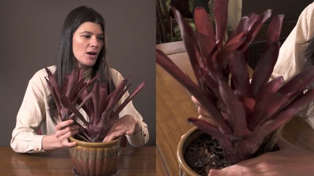 Neoregelia fluminensis Houseplant Care – 349 of 365 смотреть онлайн