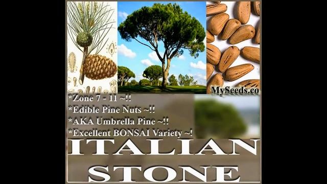 ITALIAN STONE PINE Seed - Pinus pinea Tree Seeds on www.MySeeds.Co смотреть онлайн