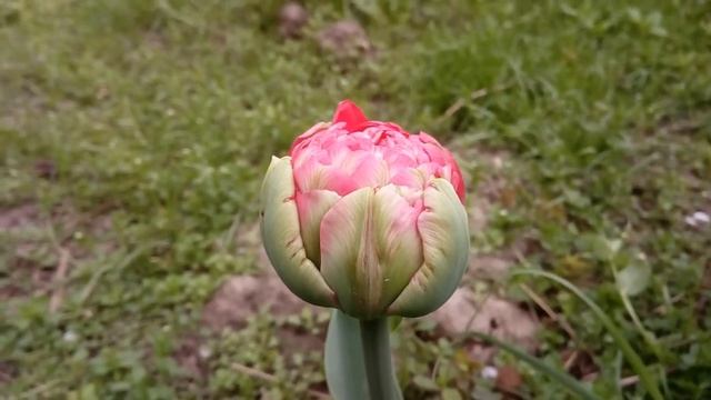 Тюльпаны Ice Cream, Ice Cream Banana и другие. смотреть онлайн