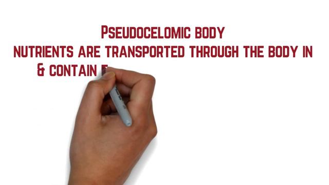 Chapter 1 EP 23 / Sem 2 : Phylum Nematoda ( Matriculation Biology) смотреть онлайн