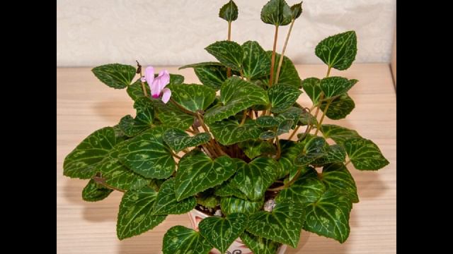 Cyclamen from seeds. Цикламен из семян. смотреть онлайн