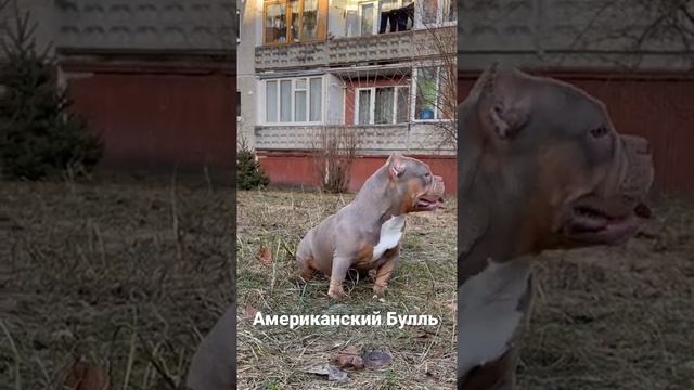 Американский Булль Экзотик .Американский Булль Покет Анушь. смотреть онлайн