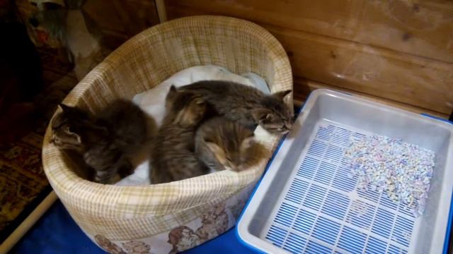 Пиксибоб девочки и мальчики питомника FairyBerendey, возраст 3 недели смотреть онлайн