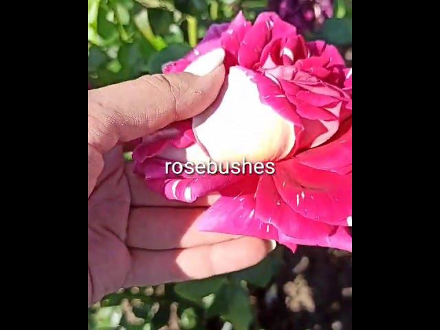 Пурпурный Тигр. @rose_bushes161 смотреть онлайн