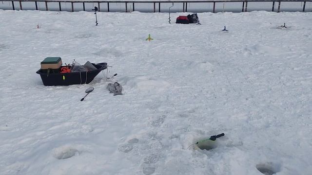 10.03.23.КРХ Белая Дача ,крупная форель ,работают блёсна, раттлины ,паста,малёк!Налим на раттлин! смотреть онлайн