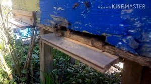 Подсадка маток серой горной пчелы, кавказянки.