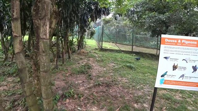 Парк птиц / Bird park Куала-Лумпур Малайзия смотреть онлайн