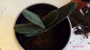 Суккулент на вашем подоконнике. Гастерия.