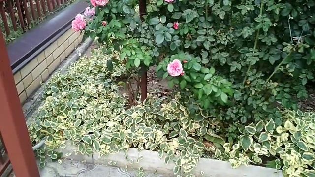 Второе цветение розы Луис Одьер.В гостях у Т.И. смотреть онлайн