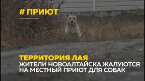 Бесконечный лай. Под окнами жителей Новоалтайска организовали приют для собак