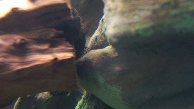 Нерест Анциструса обыкновенного. смотреть онлайн