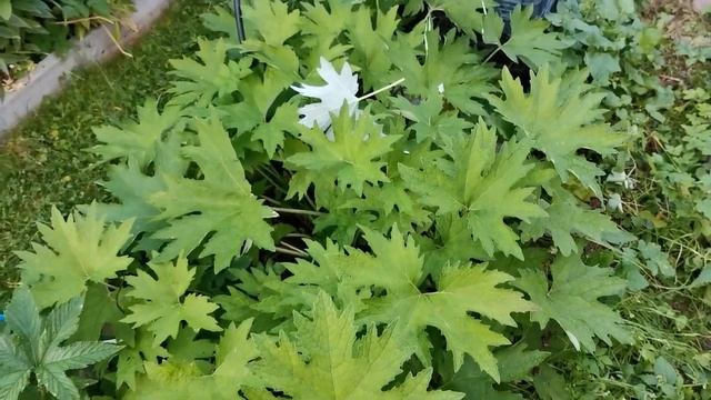 Белокопытник Татеваки, Petasites tatewakianus - редкий дальневосточный многолетник #садпочтой смотреть онлайн
