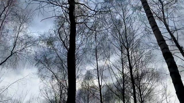 Птицы поют в начале мая при дожде смотреть онлайн