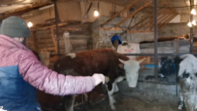 Делаем витамины бычкам , как правильно и безопасно я делаю уколы. смотреть онлайн