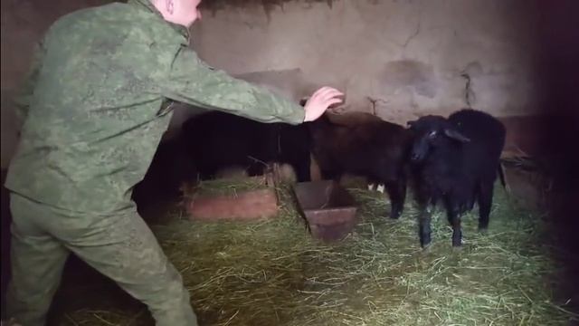 Содержание БАРАНОВ в домашних условиях, без выгула смотреть онлайн