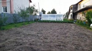 А так ли хорош сорт картофеля Сынок? Пошаговое наблюдение.