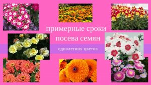 Сроки посева однолетних цветов. Какие цветы сеять на рассаду. Когда сеять цветы на рассаду