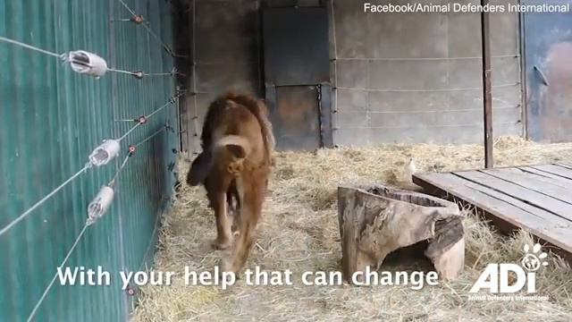 Silent Lion Finds Roar Again The Inspiring Story of Ruben смотреть онлайн