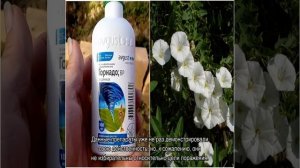 Как избавиться от вьюнка на огороде — современные и народные меры борьбы