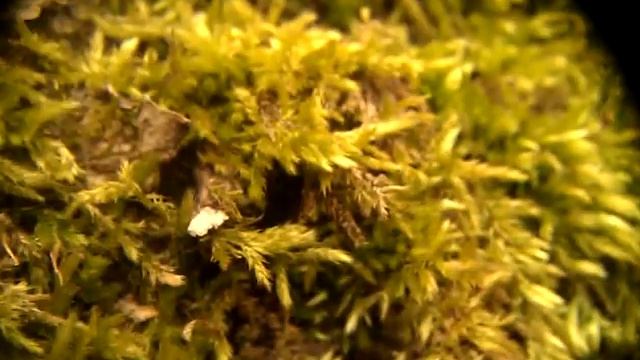 Линза для макросъёмки на телефон из фотоаппарата смотреть онлайн