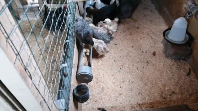 Великое весеннее.... Переселение смотреть онлайн