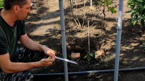 Как сделать двухплоскостную шпалеру для винограда.