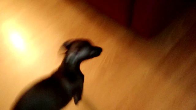 Левретка Шарли. Мой дом - мои правила! смотреть онлайн