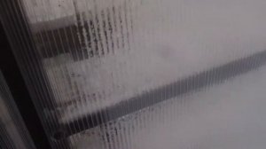 Зимовка персика в теплице 12 января
