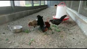 Декоративные куры, староанглийские бентамки, кохинхины карликовые