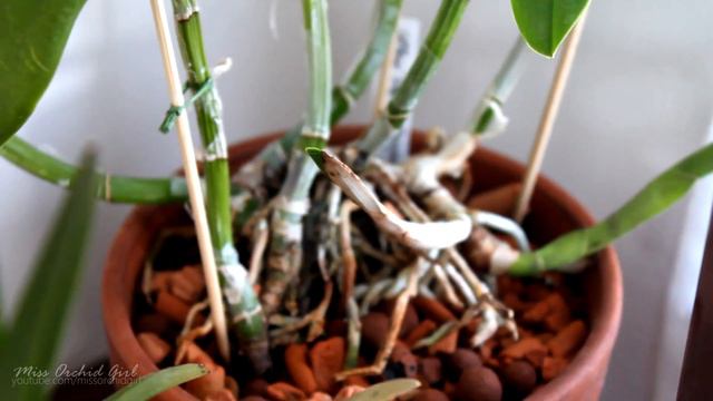 Orchids with double new growth смотреть онлайн