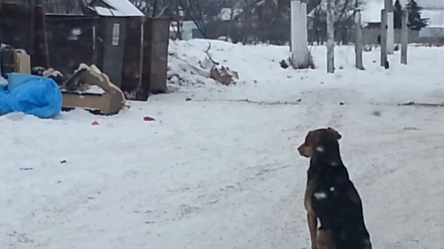 Старый Пёс смотреть онлайн