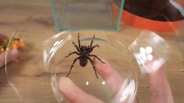¿Qué Pasaría Si Paulina La TARANTULA Conociera A Una ARAÑA ROBOT?